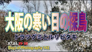 【写真の日々 Days of Photography 142】大阪の寒い日の探鳥/ルリビタキとトラツグミ