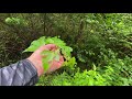 looking for autumn ingredients in the mountains of japan. however the mushroom was not eaten.