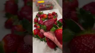 These strawberries are huge,  sweet and so fresh!  #driscolli's #mexico #strawberry #ytshorts #yt