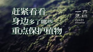 这是一条迟到的视频，但何时发都不晚，《国家重点保护野生植物名录》第二批公布了，赶紧看看身边多了哪些保护植物