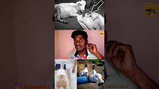 பிறவி கோலாறு குட்டிகள் 😞😞😞😞 என்ன செய்வது @psfarmers #goatfarm #aduvalarpu #vlog #goat வெள்ளாடு 🐐🐐🐐😭😭