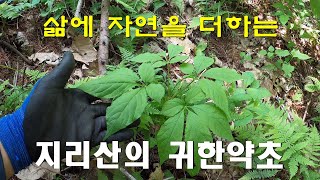 지리산 귀한 약초를 찾아서, 산청에 살으리랏다 #지리산약초