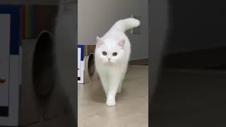 갑자기 다가오는 고양이 #꼬리펑 #shorts #cutecat