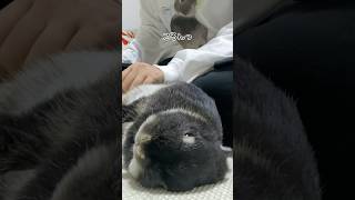 疲れたあなたにうさぎが伝えたいこと　#shorts #rabbit #bunny