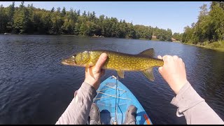 Fall Streamer Fishing for Aggressive Chain Pickerel