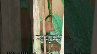 Vanilla cultivation plan at Dudhnoi, Goalpara, Assam