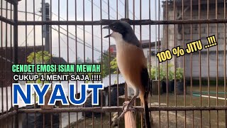 cendet gacor MATERI MEWAH buat PANCINGAN CENDET AGAR BUNYI jadikan BURUNG PENTET GACOR AKTIF \u0026 EMOSI