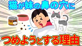 【2chほのぼの】猫が寝ている妹の鼻の穴にキャットフードをつめている→こっそり見守ってみた結果…【ゆっくり】