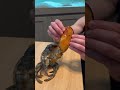 Pet LOBSTER 🦞 MOLTS For the first time!🤯