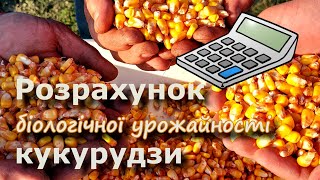 Кукурудза. Розрахунок біологічної урожайності.