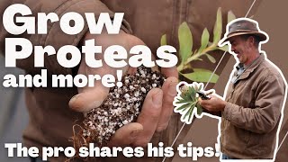 How To Propagate Proteas In Your Nursery Like A Pro!