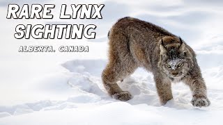 RARE Canada LYNX in the Snow | Alberta Wildlife Photography