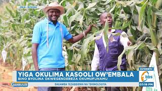 Yiga Okulima Kasooli Ow’embala, Bino Byolina Okwegendereza Okumufunamu