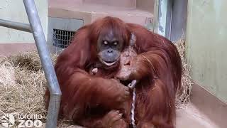 Your Toronto Zoo Welcomes Birth of Critically Endangered Sumatran Orangutan!