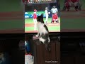 🐡カープを応援する猫😽ピッチャー応援のカツ⁉️😾😆💕【猫動画】 iphonex cat 猫