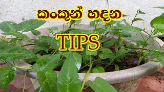 How to grow Water spinach from cutting for beginners  | Garden tips | කංකුන් ගෙදරම හදමුද