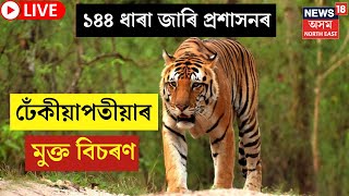 LIVE : Royal Bengal Tiger Roam Freely In Kaliabor | ঢেঁকীয়াপতীয়াৰ মুক্ত বিচৰণ | 144 Imposed