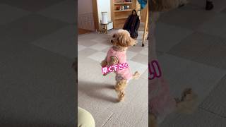 焼き芋を見て大興奮してしまったトイプードル #shorts  #トイプードル #可愛い犬