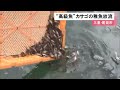 メバル科の高級魚「カサゴ」の稚魚を放流 水産資源増やす目的で尾鷲港から約500mの沖合に 三重