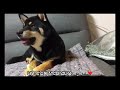 shibainu shiba 블랙탄시바 시바견 곧동생이태어나요 아기강아지 개나리