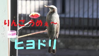 [野鳥 ヒヨドリ] りんごをモリモリ食べる