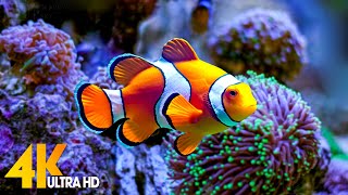 Aquarium 4K VIDEO (ULTRA HD) 🐠 Beautiful Coral Reef Fish - Relaxing Sleep Meditation Music #57