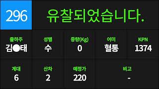 예천축산농협 12월 27일 경매가축시장