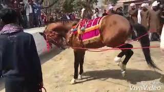 University of Wah  | Cultural Week | Niazi Culture | Punjab Culture | Sales Galaa