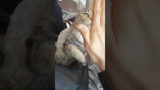 하이파이브 하는 귀여운 고양이 / high five cat