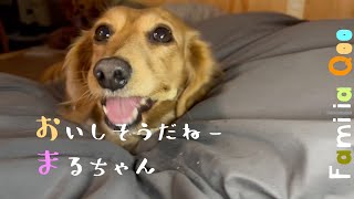 おいしそうだねー、まるちゃん【ミニチュアダックス犬】