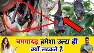 चमगादड़ हमेशा उल्टा ही क्यों लटकते है ? Why do bats always hang upside down?