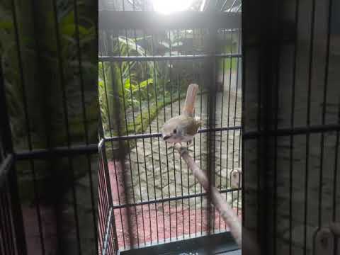 Srdc Youtube