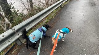 Vlog: vita in montagna, pioggia nebbia e cani eleganti