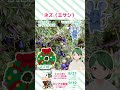 【十二支とお花】盆栽にクリスマスリースにお酒に大活躍 ネズ【花市場のお花紹介】 shorts