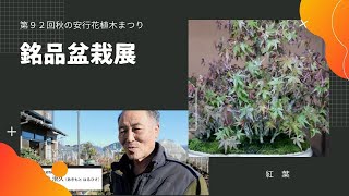 第９２回秋の安行花植木まつり　銘品盆栽展　秋元園芸　秋元治久氏