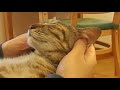 猫のフェイスマッサージ