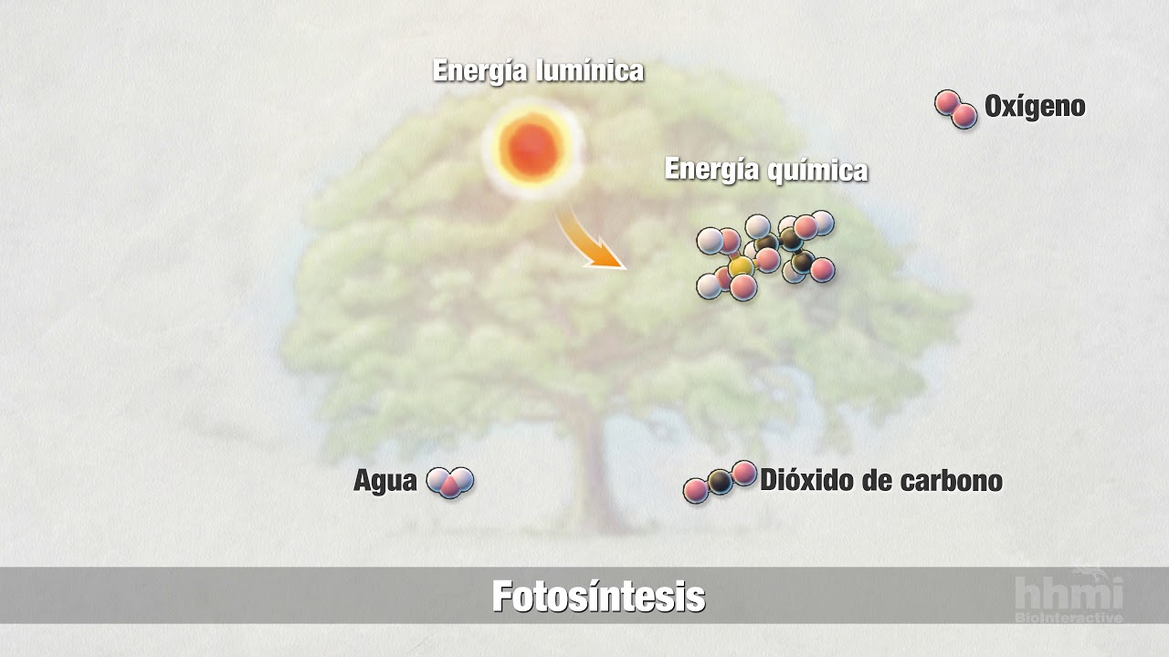 Fotosíntesis: Parte 2: Proceso Químico | Video HHMI BioInteractive ...