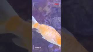 Aquarium -Big fish