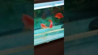 parrot fish tank🐟🐠#shorts#ytshorts #shortsfeed #fish #aquarium #parrotfish