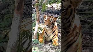 Tiger safari ludhiana