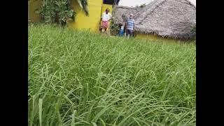 நெ_61 தமிழர் வேளாண்மை முறைப்படி நெல் | Furrow irrigation method | Paddy Cultivation