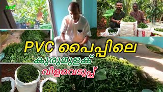 നമ്മുടെ PVC പൈപ്പിലെ കുരുമുളക് ഈ കൊല്ലത്തെ വിളവെടുപ്പ് /PVC Pipe Pepper plant