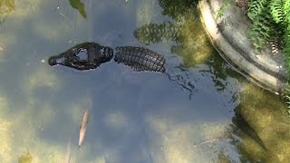 Dwarf Crocodile in the Dehiwala zoo (Sri Lanka )