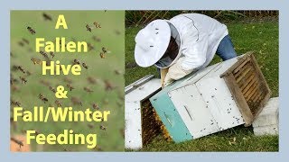 Beekeeping - Fallen Hive, Community Feeders, Feral Hive, Winter Feeding