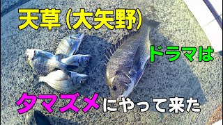 110  【チヌ、黒鯛】　初めての場所(天草大浦漁港)で完敗、しかしマイホーム大矢野で夕マズメのドラマ劇