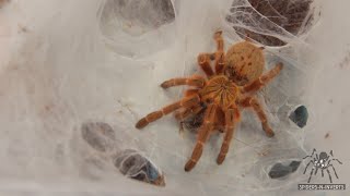 Tarantula Feeding: Pterinochilus murinus (OBT/ Orange Baboon Tarantula): Spiders-N-Inverts #28