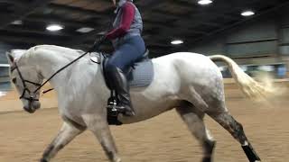 Flatwork Training 1 - November