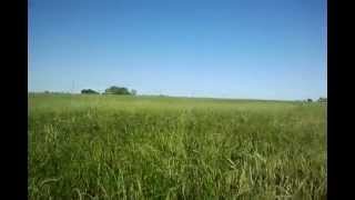 Grassy Plain