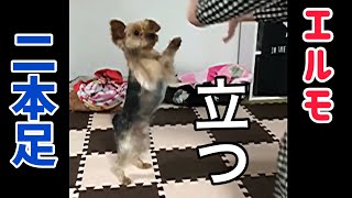 二本足で立つエルモ【元保護犬ヨークシャテリア】