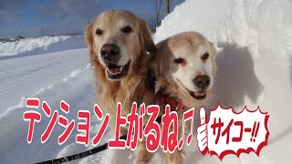 【ゴールデンレトリバー】久しぶりの青空散歩はテンション上がります⤴【雪道散歩】